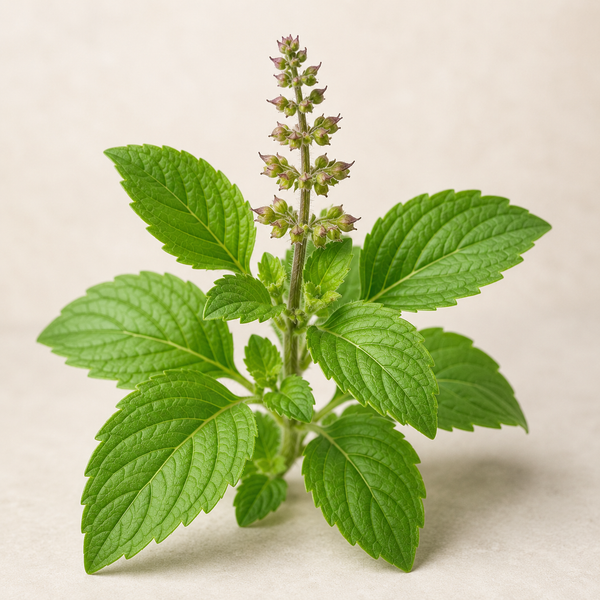 TULSI