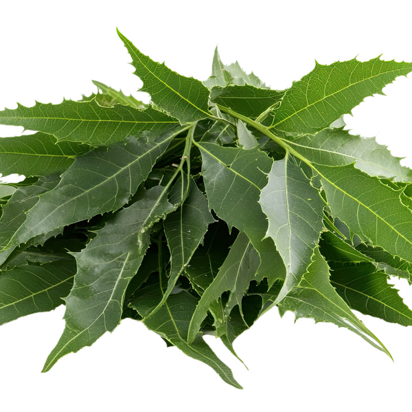 NEEM